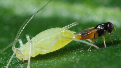 Mouche parasitoïde pondant dans un puceron (source: Biobest)