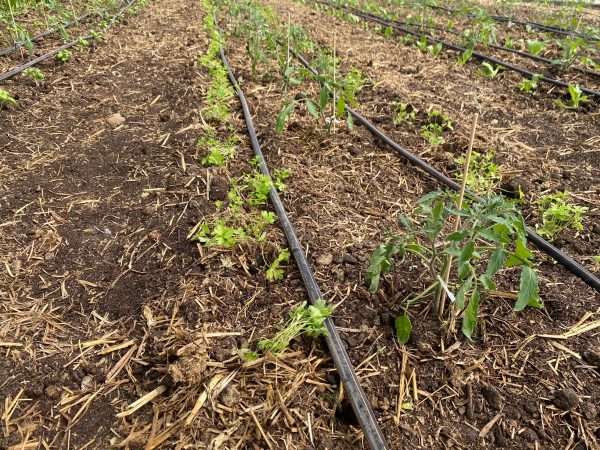 Tomate et persil cultivés après un apport de biomasse (fumier de cheval)